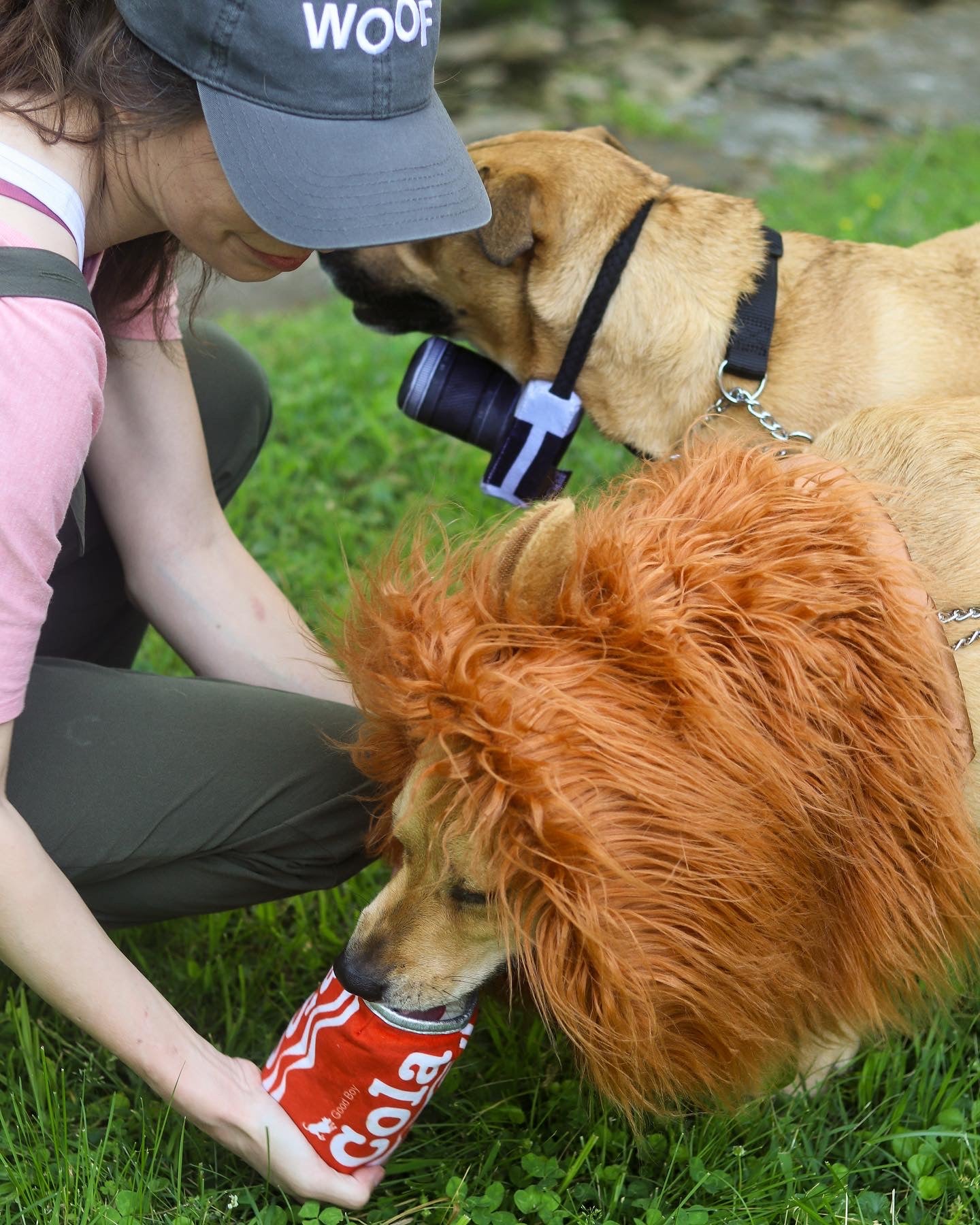 Licky Tallow Treat & Pill Wrap