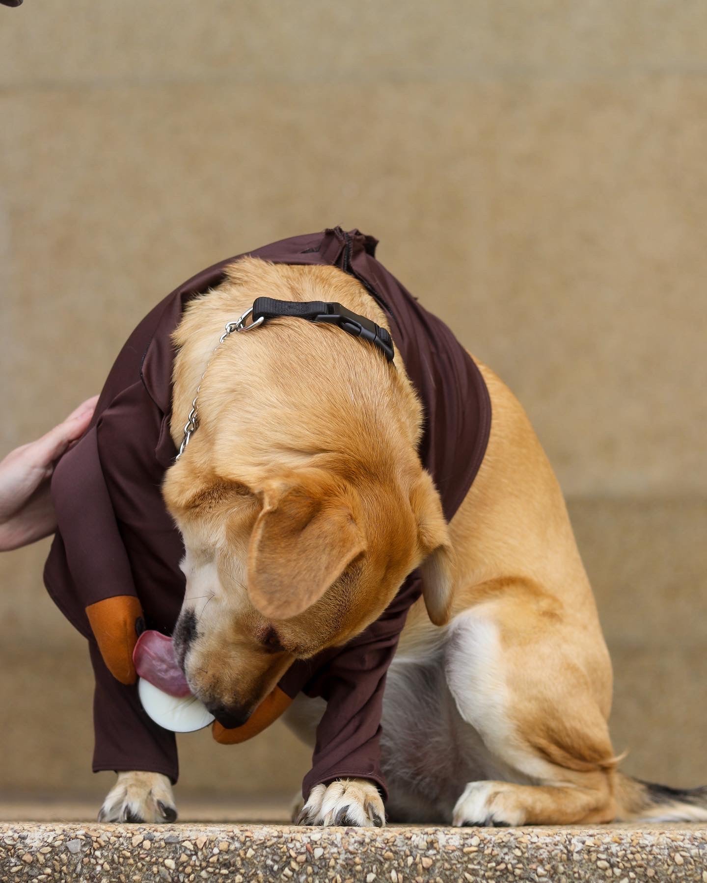 Licky Tallow Treat & Pill Wrap