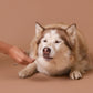 Licky Tallow Treat & Pill Wrap