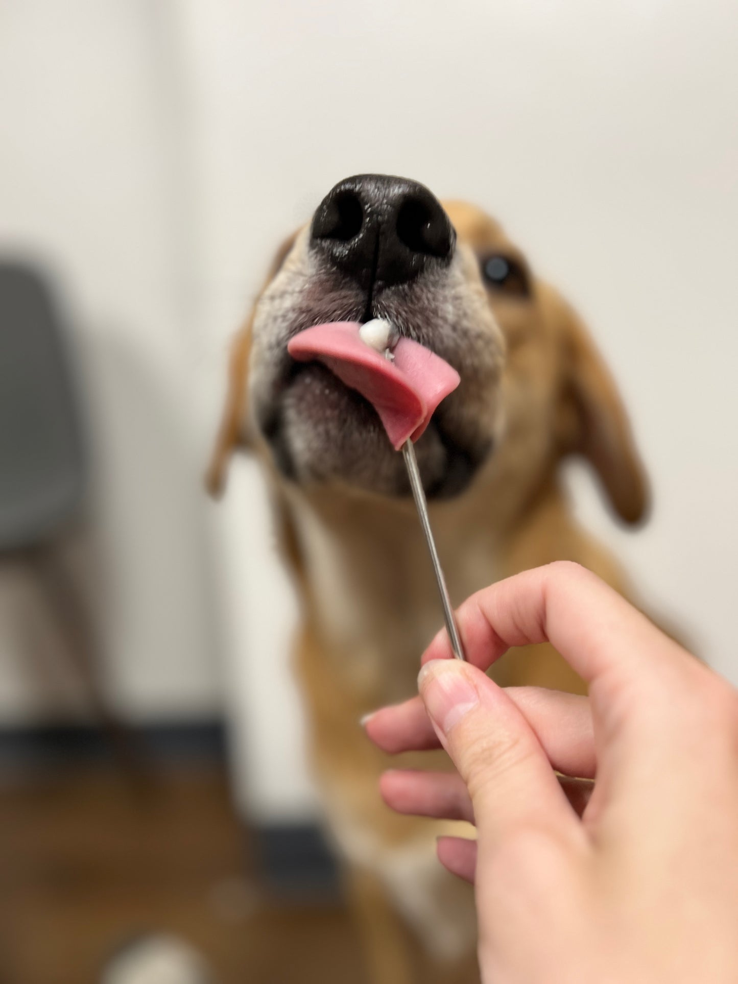 Licky Tallow Treat & Pill Wrap