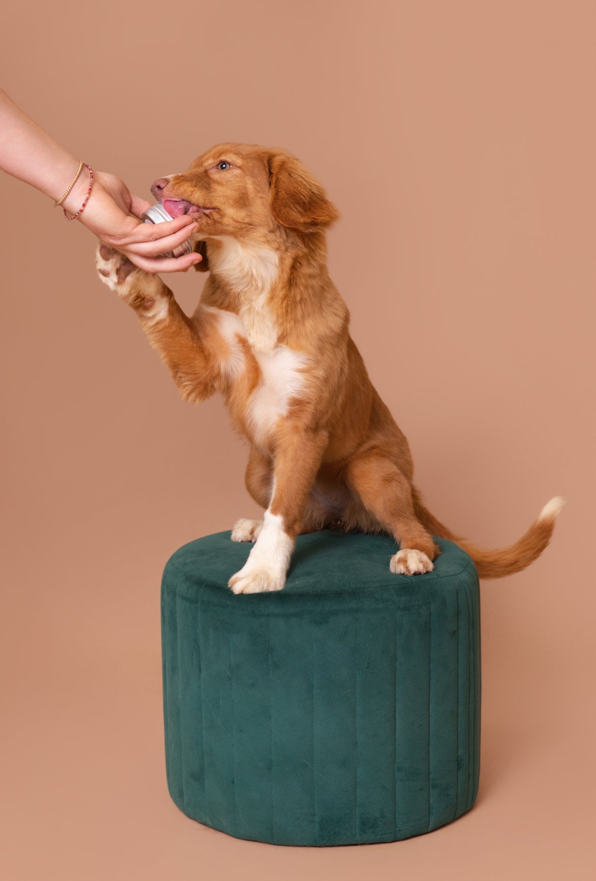 Licky Tallow Treat & Pill Wrap