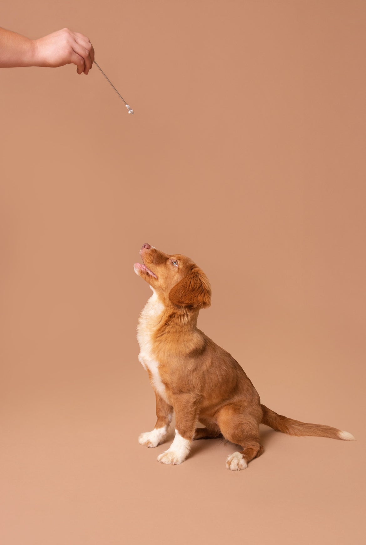 Licky Tallow Treat & Pill Wrap
