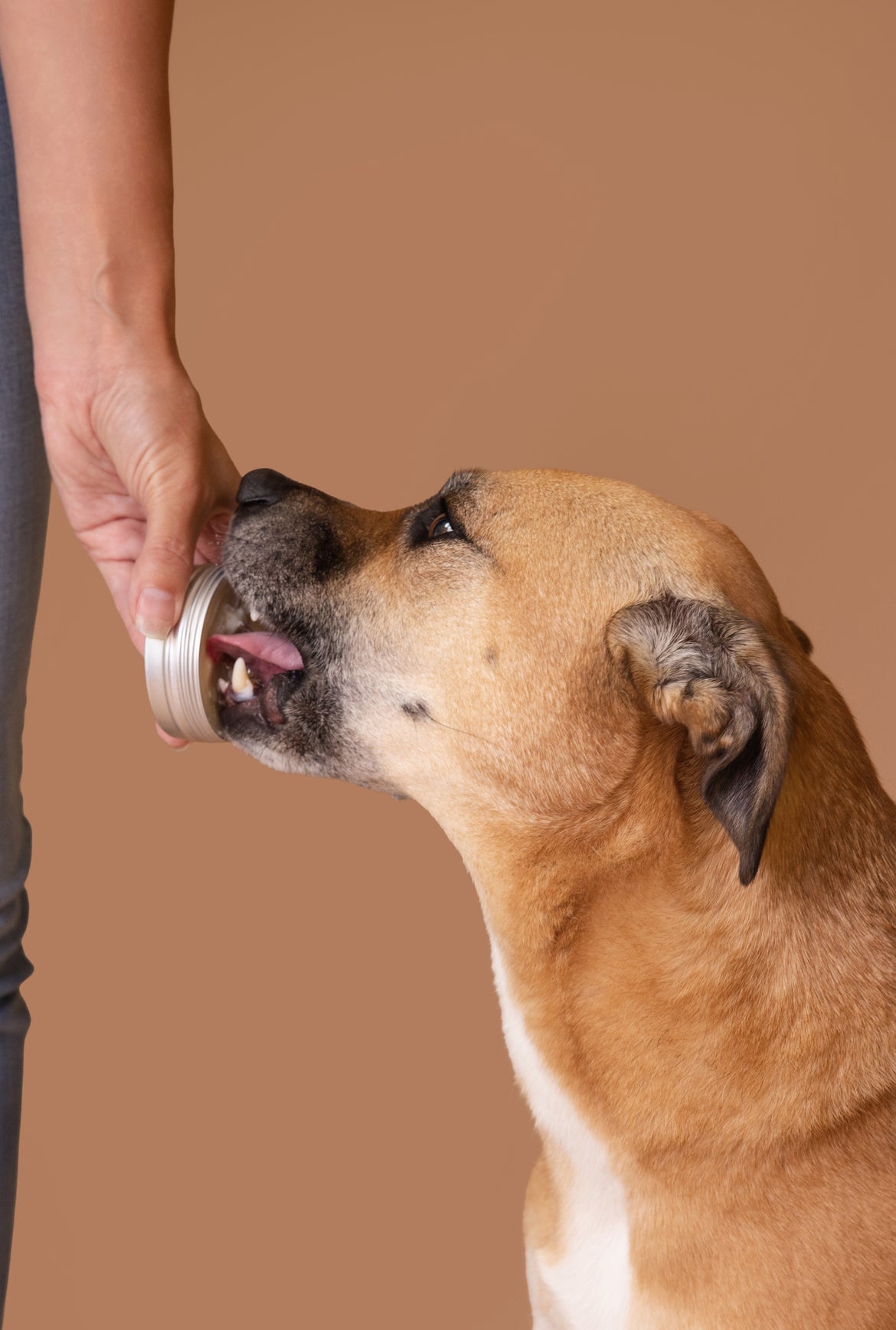 Licky Tallow Treat & Pill Wrap