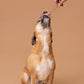 Licky Tallow Treat & Pill Wrap